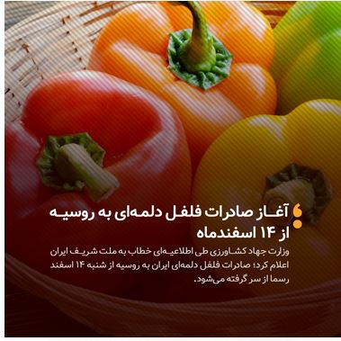  آغاز صادرات فلفل دلمه‌ای به روسیه از ۱۴ اسفند 
